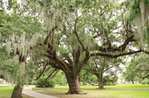 City Park