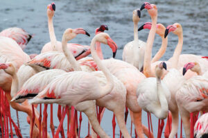 Walvis Bay Flamingos