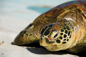 Sea Turtle