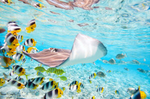 French Polynesian Stingray